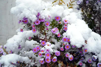 Растения для зимнего сада: Цветы и комнатные растения для зимнего сада в  квартире и частном доме, фото как обустроить | Houzz Россия