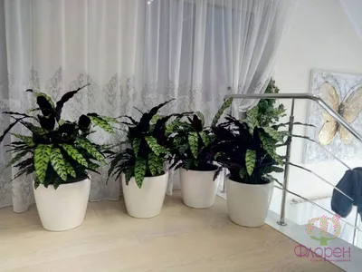 3 комнатных растения, цветущих зимой | Советы от Светы | Дзен