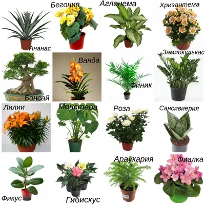 Комнатные растения фотографии