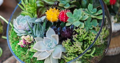 Сад из суккулентов на подоконнике – какие посадить и как ухаживать | Тренды  (Огород.ru)