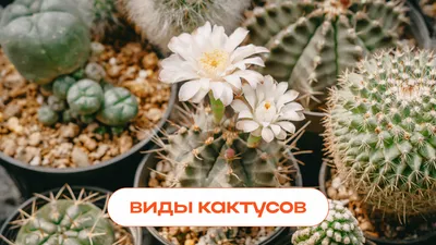 Новости - Суккуленты – домашний сад на подоконнике