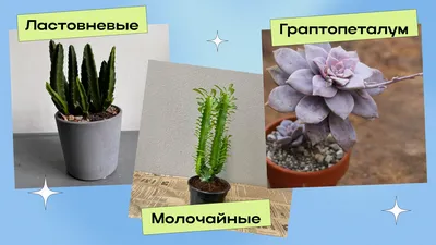 Комнатные суккуленты | Статьи для садоводов