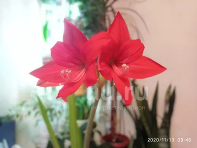 Амариллис — купить в Красноярске. Горшечные растения и комнатные цветы на  интернет-аукционе Au.ru