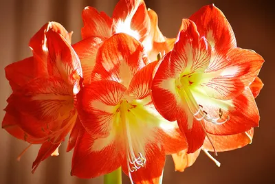 Амариллис - красивое домашнее растение цветущее зимой. Как ухаживать.  Лучший уход для за амариллисом