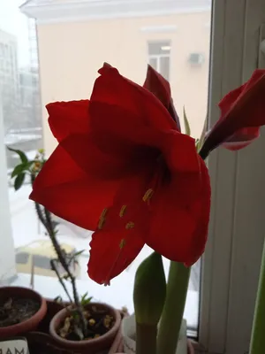 Амариллис. Самый большой и красивый цветок, который можно вырастить дома. |  Ника Борисова | Дзен