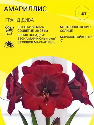 Амариллис луковица, многолетние комнатные цветы Пчелка Садовод 150208602  купить в интернет-магазине Wildberries