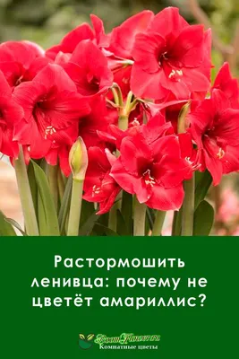 Растормошить ленивца: почему не цветёт амариллис? | Растения, Идеи посадки  растений, Балконные цветы