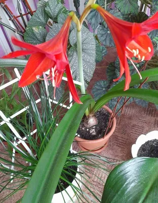 Красный Амариллис гиппеаструм комнатные цветы: 259 грн. - Комнатные растения  Александрия на Olx