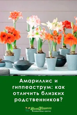 Амариллис и гиппеаструм: как отличить близких родственников? | Комнатные  цветы, Садоводство на балконе, Цветы