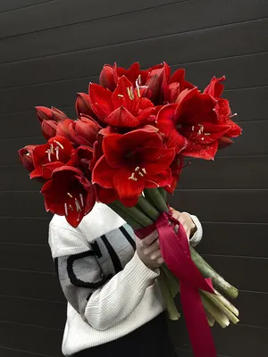 амариллис большие красные цветы, изолированные на белом фоне. Белладонна  или лилии, три цветущих растения вырезали Стоковое Изображение -  изображение насчитывающей бутика, бобра: 269396273