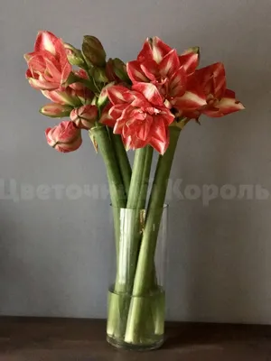 Цветы в деревянном кашпо№7 Розы пионовидные, амариллис - Доставка свежих  цветов в Абакане