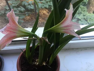 Гиппеаструм: описание комнатного цветка, уход и выращивание в домашних  условиях