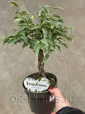 Фикус бенджамина переплетенный гигант высотой 130см в горшке (Ficus  benjamina exotica twist) купить с доставкой в СПб