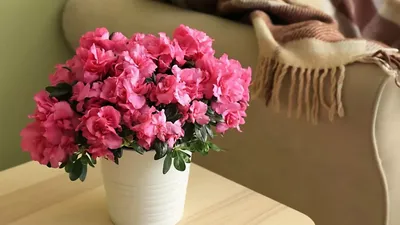 Купить комнатный цветок «Шеффлера Шарлотта» с доставкой по Екатеринбургу -  интернет-магазин «Funburg.ru»