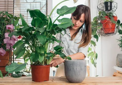 Тренды 2020: самые модные комнатные растения | myDecor
