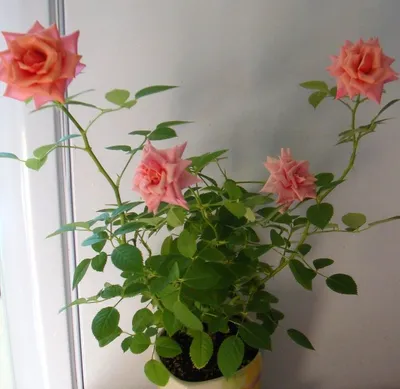 Комнатные розы в сад: высаживать или нет | Светлана Свечникова | Дзен