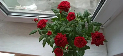 Как правильно обрезать розы на зиму | В цветнике (Огород.ru) | Цветник, Розы,  Комнатные цветы