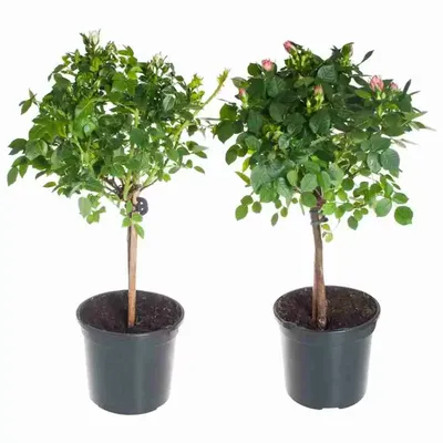 Комнатные растения Lechuza - купить по выгодной цене в интернет-магазине  OZON (299592931)