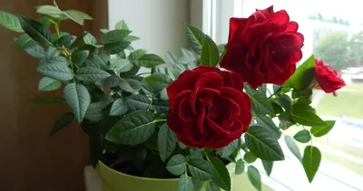 Комнатные цветы розы - блог Florina Харьков
