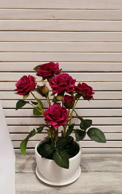Комнатные растения - Роза Код -0720 - заказать с доставкой по Украине