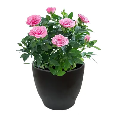 Цветы-розы,искусственные.сделаны из металла.,устойчивая: 1000 KGS ➤ Другие  комнатные растения | Чон-Далы | 67414502 ᐈ lalafo.kg