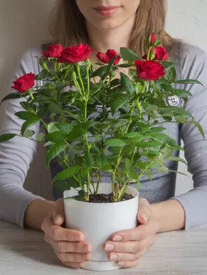 Комнатные растения которые можно выносить на улицу - список и правила | РБК  Украина