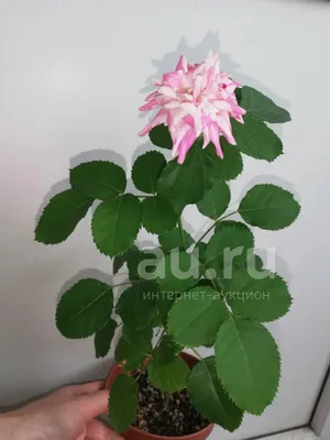 Роза Патио Малиновая - цена, купить комнатные растения с доставкой в Москве  - магазин ПРОСТОЦВЕТЫ