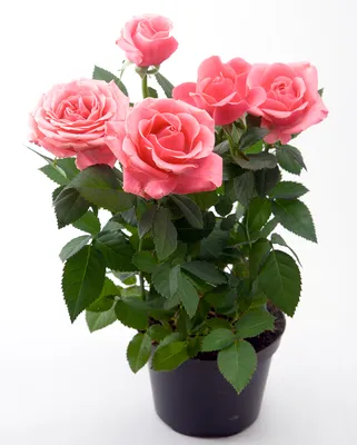 Комнатные розы: как продлить жизнь капризного растения в цветочном горшке |  Азбука огородника | Дзен