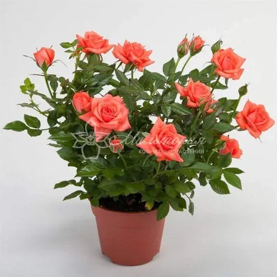 Роза комнатная — купить в Красноярске. Горшечные растения и комнатные цветы  на интернет-аукционе Au.ru