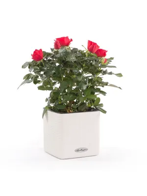 Комнатные растения Lechuza - купить по выгодной цене в интернет-магазине  OZON (299586665)