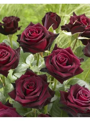 Розы кустистые в горшочке с бесплатной доставкой на дом из «ВкусВилл» |  Петрозаводск