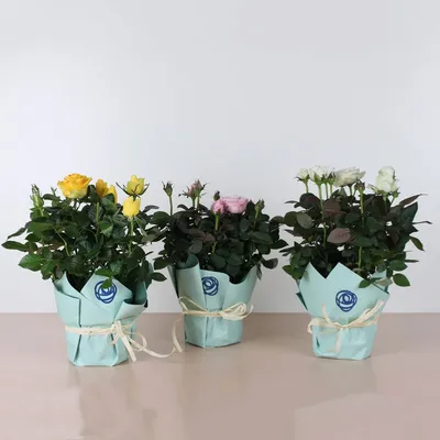 Комнатные розы, комнатные цветы, растения оптом: 500 KGS ➤ Другие комнатные  растения | Бишкек | 57112613 ᐈ lalafo.kg