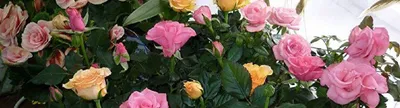 Комнатные цветы розы - 72 фото