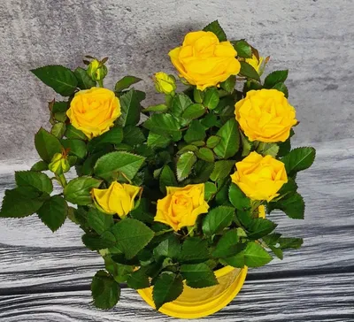 Комнатная роза - уход за комнатной розой | Блог DonPion