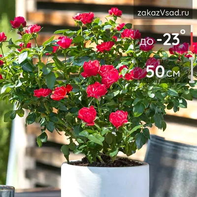 Роза Кордана Красная - цена, купить комнатные растения с доставкой в Москве  - магазин ПРОСТОЦВЕТЫ