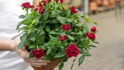 Роза Кордана Джиджи d10 см купить недорого в интернет-магазине товаров для  сада Бауцентр