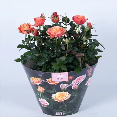1 букет из 9 искусственных цветов, пионы, свадебное украшение,  высококачественные розы, искусственные цветы для сада, домашний декор,  Комнатные растения | AliExpress