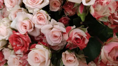 Как вырастить дома роскошную комнатную розу: правила ухода. Читайте на  UKR.NET