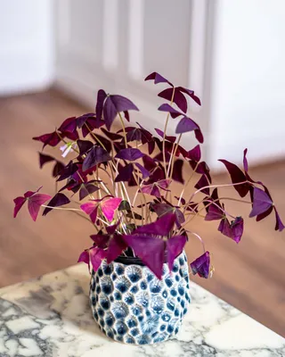 Декоративно-лиственные комнатные растения купить в Минске | koshikshop.by