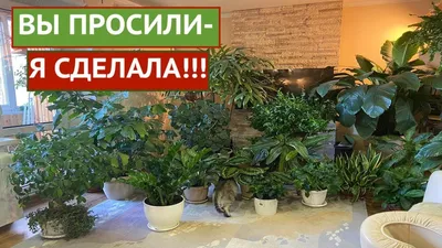 Интерьерные растения, купить комнатные растения в горшках / Geo Glass