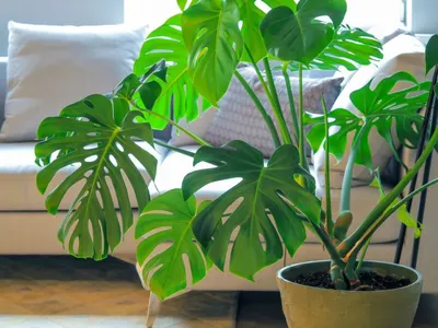Комнатные цветы из семян: какие цветы можно вырастить дома из семян -  Agro-Market