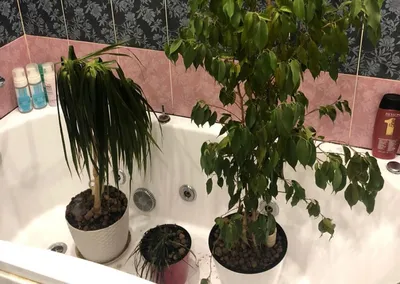 Комнатные растения для школы - Интернет магазин комнатных растений Pilea,  Москва, Россия