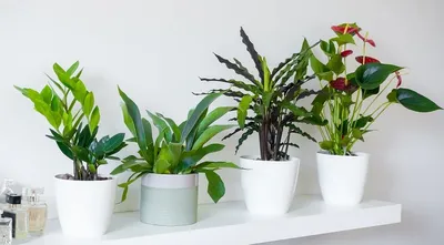 Висячие сады: 10 неприхотливых подвесных растений | myDecor