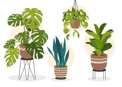 Комнатные растения и цветы в горшках купить в Минске - cactus.by
