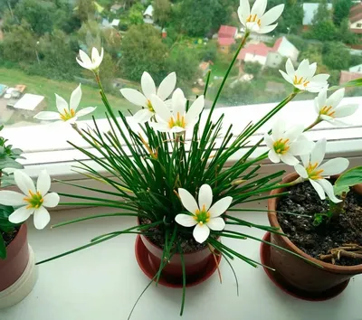 Зефирантес Альба комнатный нарцисс (Zephyranthes Alba) купить с доставкой  по Беларуси \"BuonRoza \"