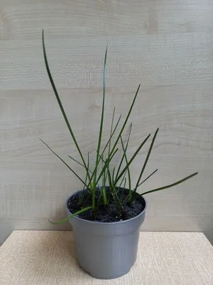 Зефирантес / Zephyranthes - «Комнатное растение, которое называется:  \"Зефирантес белоснежный\" (Zephyranthes candida), очарует вас не только  своей красотой, но и запахом!» | отзывы