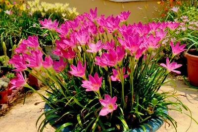 Зефирантес Пинк комнатный нарцисс (Zephyranthes Pink) купить с доставкой по  Беларуси \"BuonRoza \"
