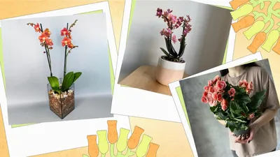 Комнатный нарцисс,комнатный цветок: 30 грн. - Комнатные растения Кривой Рог  на Olx