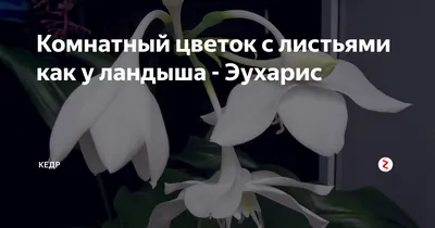 Нарцисс комнатное растение - 72 фото