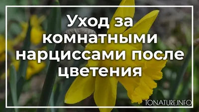 Два Ботаника - Комнатное растение Нарциссы в круглом ведерке, арт. ДЛ-896
